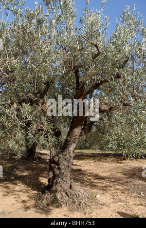 Des oliviers, (Olea europeae), vallée de Jalón, Province d'Alicante, Communauté Valencienne, Espagne Banque D'Images