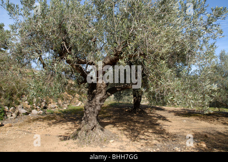 Des oliviers, (Olea europeae), vallée de Jalón, Province d'Alicante, Communauté Valencienne, Espagne Banque D'Images