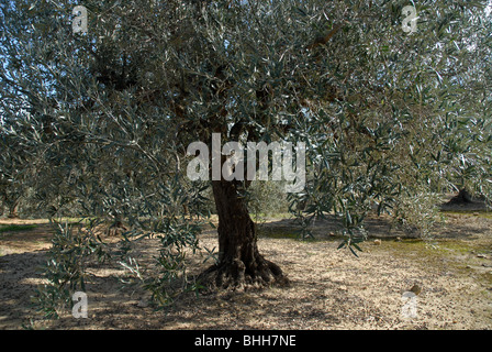 Des oliviers, (Olea europeae), vallée de Jalón, Province d'Alicante, Communauté Valencienne, Espagne Banque D'Images