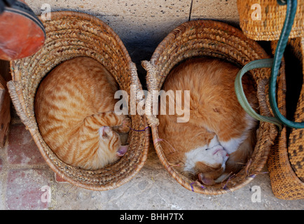 Deux chats qui dorment dans des paniers en osier côté à Essaouira, Maroc. Banque D'Images