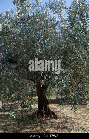 Des oliviers, (Olea europeae), vallée de Jalón, Province d'Alicante, Communauté Valencienne, Espagne Banque D'Images