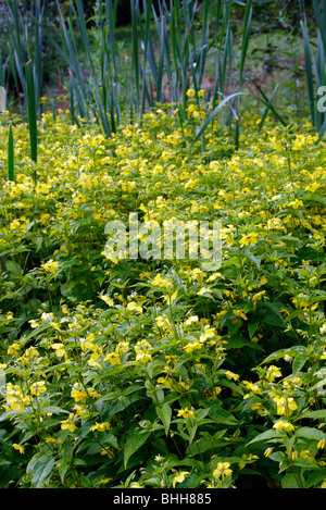 Lysimachia ciliata Banque D'Images