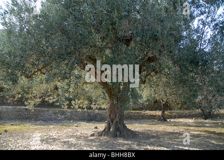 Des oliviers, (Olea europeae), vallée de Jalón, Province d'Alicante, Communauté Valencienne, Espagne Banque D'Images