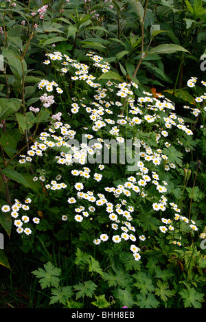 -Grande camomille Tanacetum parthenium Banque D'Images