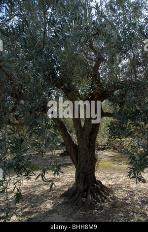 Des oliviers, (Olea europeae), vallée de Jalón, Province d'Alicante, Communauté Valencienne, Espagne Banque D'Images