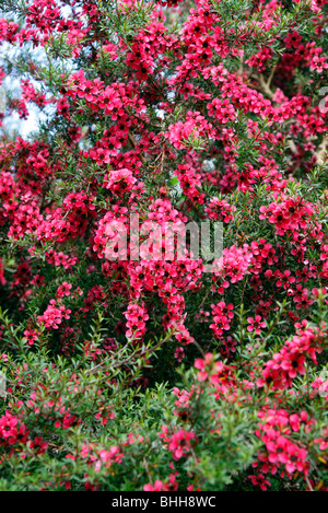 Leptospermum scorparium 'Red Damask' AGM Banque D'Images