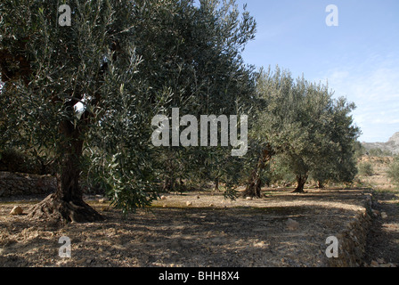 Des oliviers, (Olea europeae), vallée de Jalón, Province d'Alicante, Communauté Valencienne, Espagne Banque D'Images