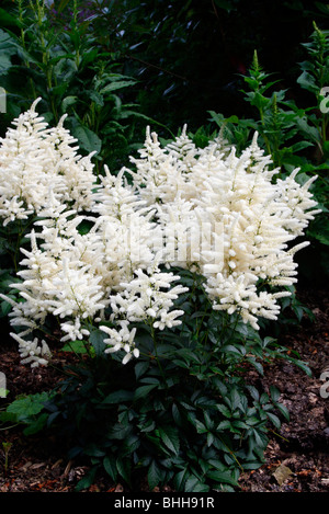 Astilbe 'W' E Gladstone à Marwood Hill Gardens, North Devon Banque D'Images