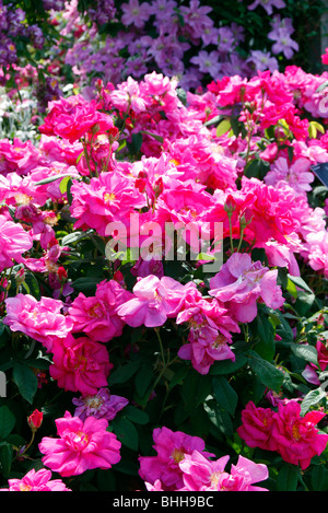 Rosa Gallica officinalis var. AGM Banque D'Images