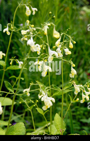 Nepeta govaniana Banque D'Images