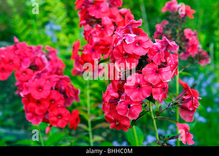 Phlox paniculata 'Juliglut» Banque D'Images