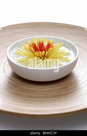 Und mit Holzschale Porzellanschale Chrysantheme Banque D'Images