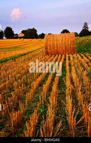 Terrain agricole avec des balles de foin au crépuscule Banque D'Images