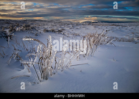 Roseaux couvert de glace sur l'Ardanaiseig moorland en hiver Wales UK Banque D'Images