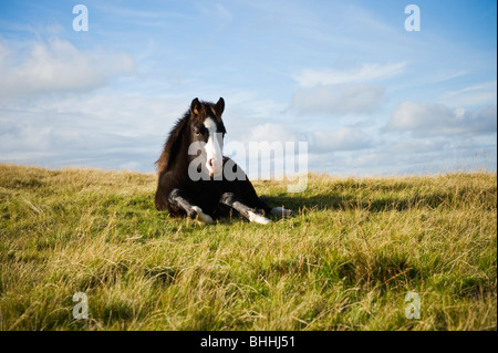 Poney Welsh Mountain, parc national de Brecon Beacons, le Pays de Galles Banque D'Images