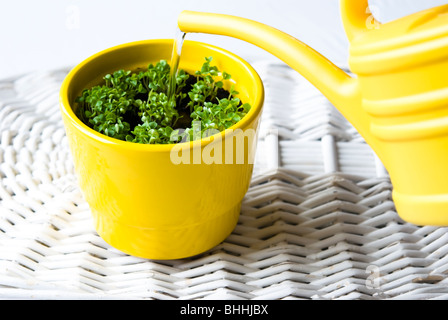 Basilic frais jeunes plantés dans un pot jaune est arrosé. Banque D'Images