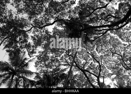 Les branches d'arbres vu de ci-dessous à Goa, Inde. Banque D'Images