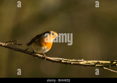 Robin, Erithacus rubecula aux abords, sur une branche d'arbre à Slimbridge WWT dans le Gloucestershire Banque D'Images