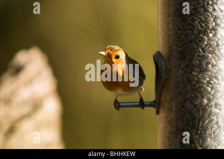 Robin, Erithacus rubecula aux abords, sur un convoyeur de semences à Slimbridge WWT dans le Gloucestershire Banque D'Images