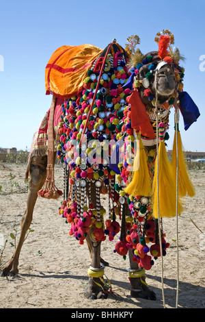 Camel décorées avec costumes traditionnels. Jaisalmer Desert Festival. Le Rajasthan. L'Inde Banque D'Images