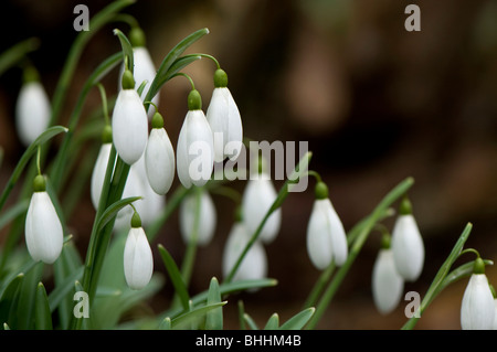 Close up de Galanthus 'Magnet', perce-neige, à Painswick Rococo Garden dans les Cotswolds Banque D'Images