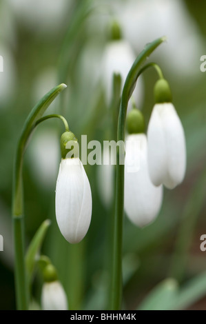 Close up de Galanthus 'Magnet', perce-neige, à Painswick Rococo Garden dans les Cotswolds Banque D'Images