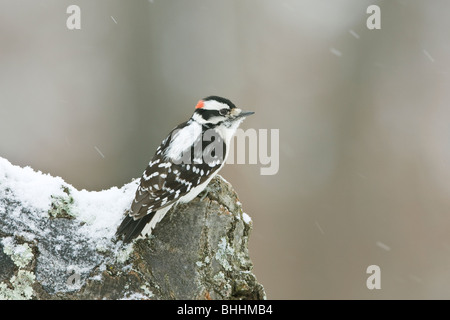 Pic mineur dans la neige Banque D'Images