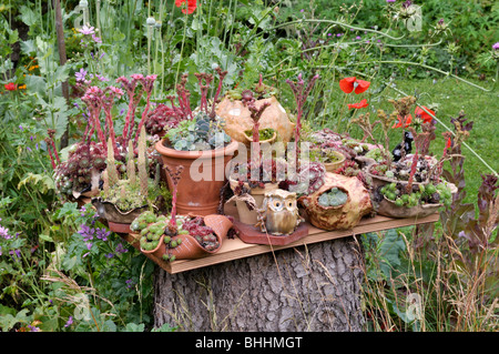 Jardin conteneur avec succulentes. design : susanna komischke Banque D'Images