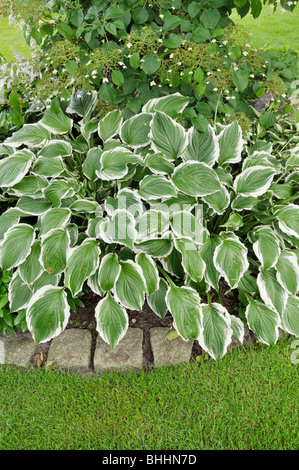 Hosta (Hosta) Banque D'Images