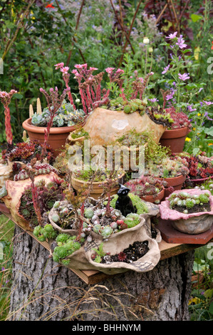 Jardin conteneur avec succulentes. design : susanna komischke Banque D'Images