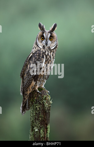 Long eared Owl (Asio otus) percher sur moignon couvert de mousse Banque D'Images