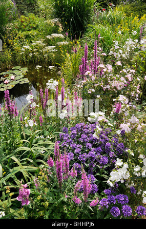 La Salicaire (Lythrum salicaria), clustered campanule (campanula glomerata) et (mallows malva) dans un étang de jardin. design : Marianne et detlef Banque D'Images