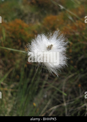 Hare's Tail Linaigrette Eriphorum vaginatum Banque D'Images