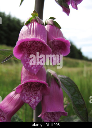 La digitale pourpre Digitalis purpurea commun Banque D'Images