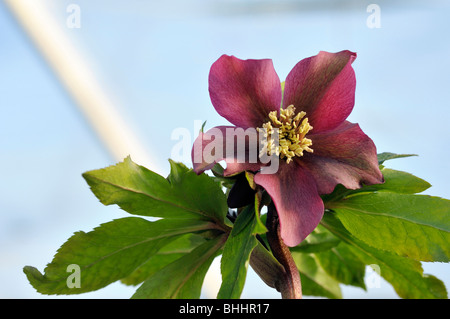 Helleborus orientalis, communément connu sous le nom de graines hellébores ou Lenten rose. Helleborus comprennent plus de 20 espèces. De nombreuses espèces sont toxiques. Banque D'Images