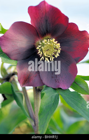 Helleborus orientalis, communément connu sous le nom de graines hellébores ou Lenten rose. Helleborus comprennent plus de 20 espèces. De nombreuses espèces sont toxiques. Banque D'Images