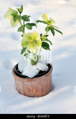 Helleborus orientalis, communément connu sous le nom de graines hellébores ou Lenten rose. Helleborus comprennent plus de 20 espèces. De nombreuses espèces sont toxiques. Banque D'Images