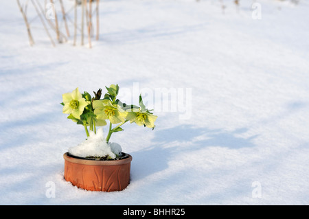 Helleborus orientalis, communément connu sous le nom de graines hellébores ou Lenten rose. Helleborus comprennent plus de 20 espèces. De nombreuses espèces sont toxiques. Banque D'Images