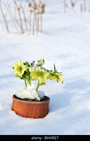 Helleborus orientalis, communément connu sous le nom de graines hellébores ou Lenten rose. Helleborus comprennent plus de 20 espèces. De nombreuses espèces sont toxiques. Banque D'Images