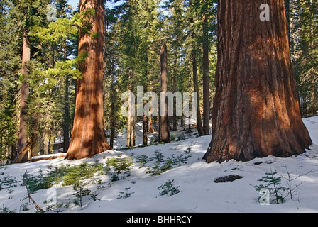 Des séquoias géants à Tuolumne Grove Yosemite National Park. Banque D'Images