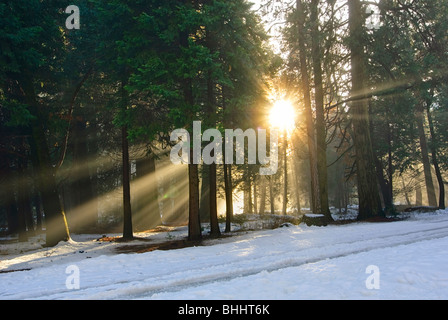 Que la lumière soit. Rayons de soleil de passer par une scène de forêt. Banque D'Images