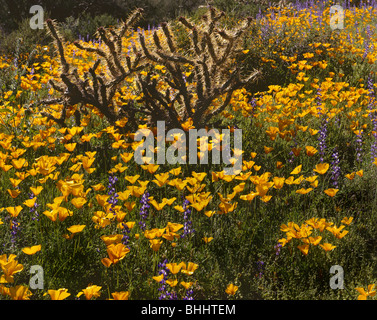 ARIZONA - Coquelicots fleurs ci-dessous Picacho Peak à Picacho Peak State Park. Banque D'Images