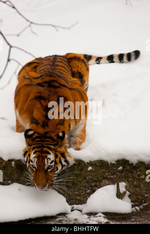 Soif tigre de Sibérie dans la neige Banque D'Images