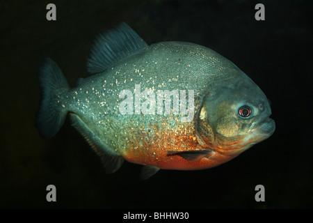 Red-bellied Piranha Pygocentrus nattereri Banque D'Images