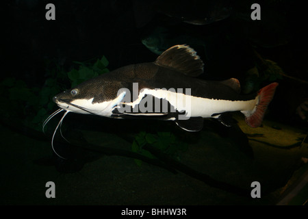 Catfish Phractocephalus hemioliopterus Redtail Banque D'Images