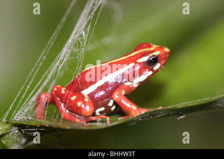 Grenouille Epipedobates tricolor Poison fantasmatique Banque D'Images