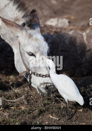 Héron garde-boeufs (Bubulcus ibis) mouches manger sur la tête d'un âne, champ de Dashur, région de l'Égypte. Banque D'Images