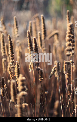 Veronicastrum virginicum graines de soleil d'hiver à faible Banque D'Images