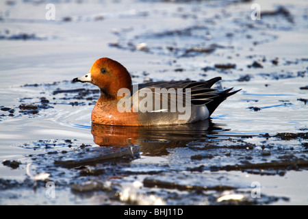 Canard siffleur Anas penelope ; homme ; en hiver Banque D'Images