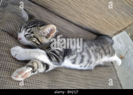 Chaton rayé avec pattes blanches tout en dormant allongé sur une chaise. © Craig M. Eisenberg Banque D'Images